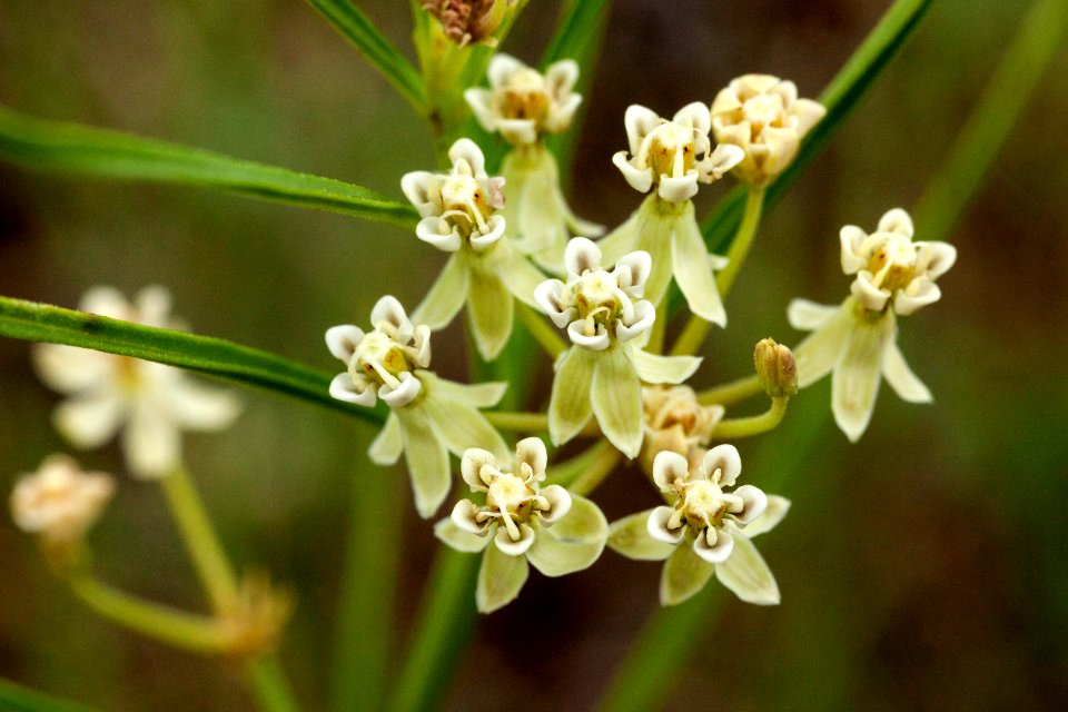 Asclepias subverticillata photo