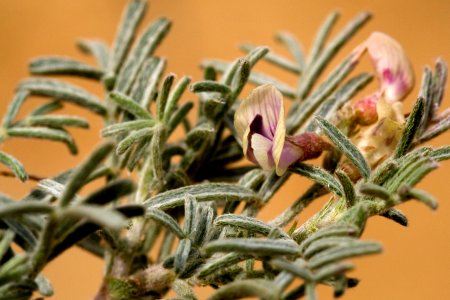 Astragalus ceramicus var. ceramicus
