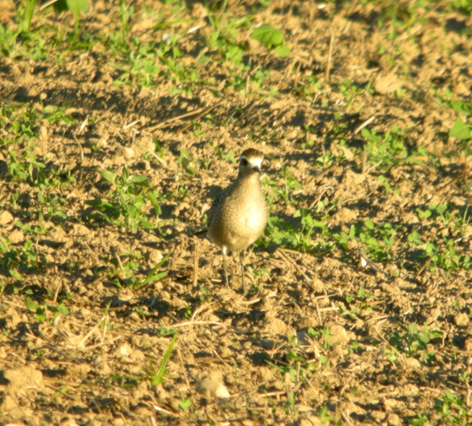 American Golden-Plover, Sand Lake, MI, September 14, 2012