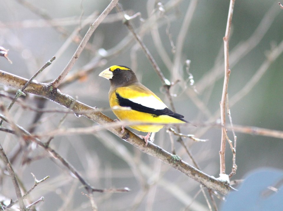 Evening Grosbeak, Sand Lake MI, 10 December 2012