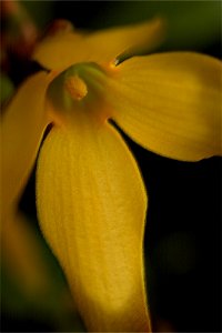 Forsythia flower