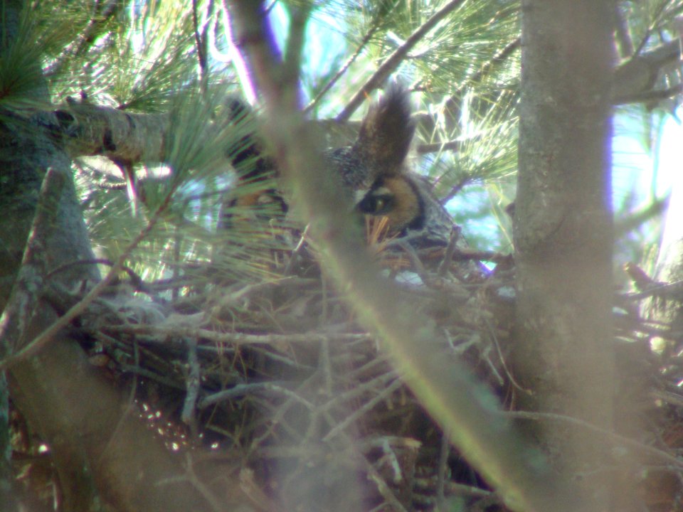 Great Horned Owl on nest.