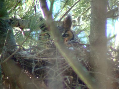 Great Horned Owl on nest. photo