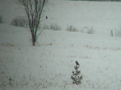 Great Gray Owls
