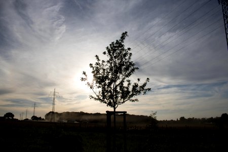 Apfelbaum in der Abendsonne