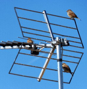 Sparrows telecommunications tv photo