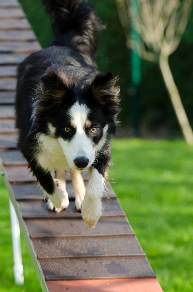 Catwalk training dog training