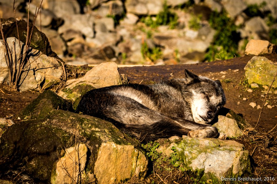 Wolf im Zoo Hannover