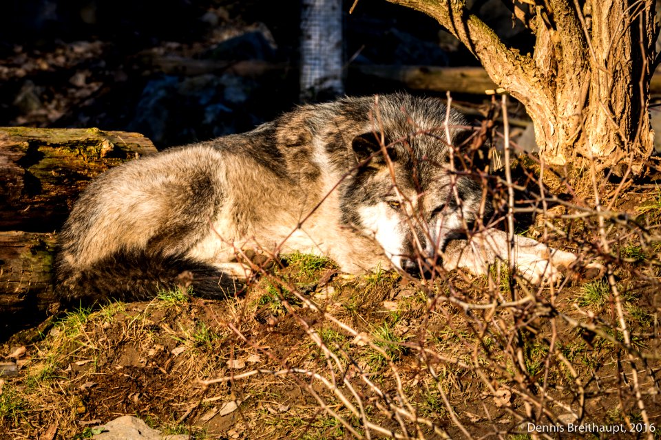 Wolf im Zoo Hannover