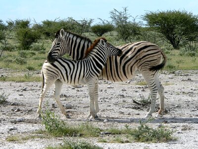 Safari national park etosha