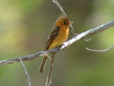 Tufted Flycatcher, Herb Martyr Campground, Portal AZ, May 8, 2008