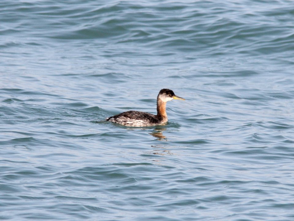Red-necked Grebe, Tiscornia Park, 17 November 2012
