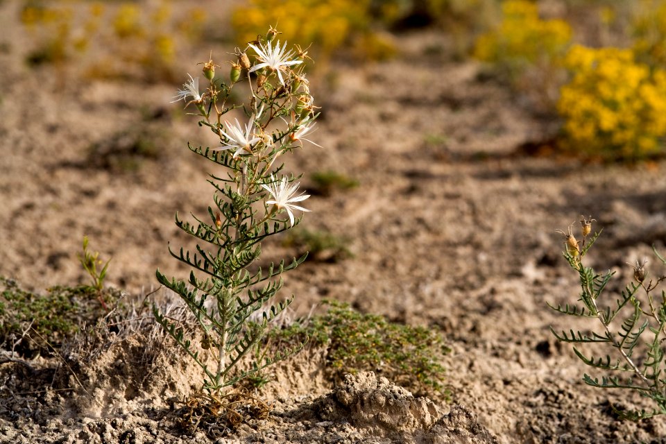 Mentzelia humilis var. humilis