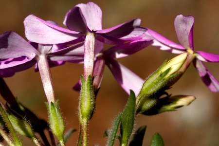 Phlox photo