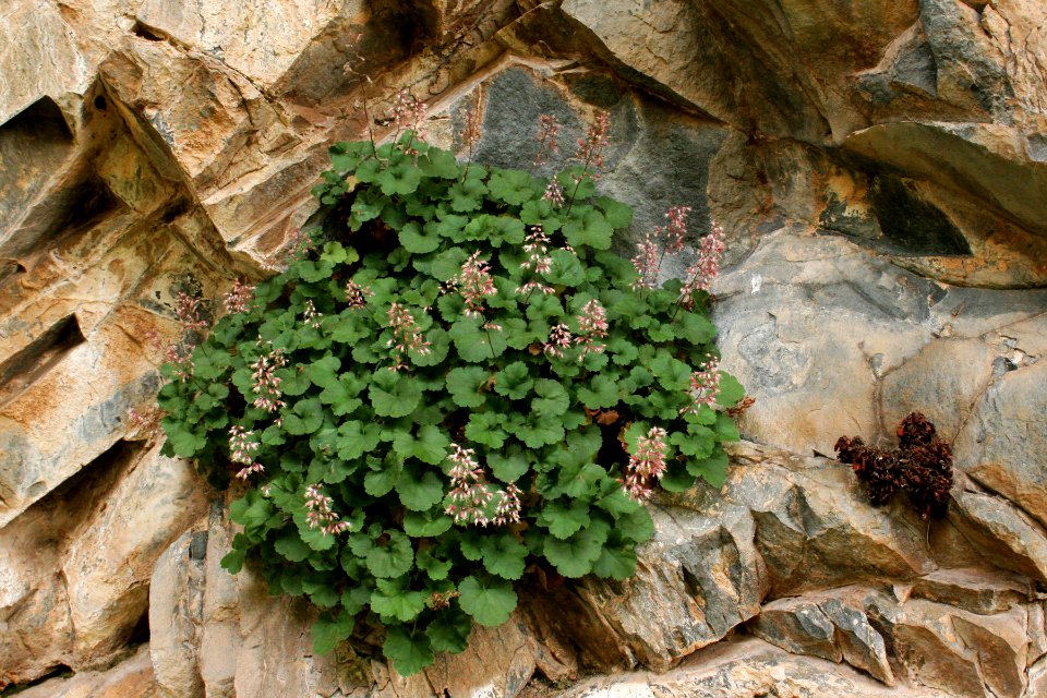 Heuchera rubescens