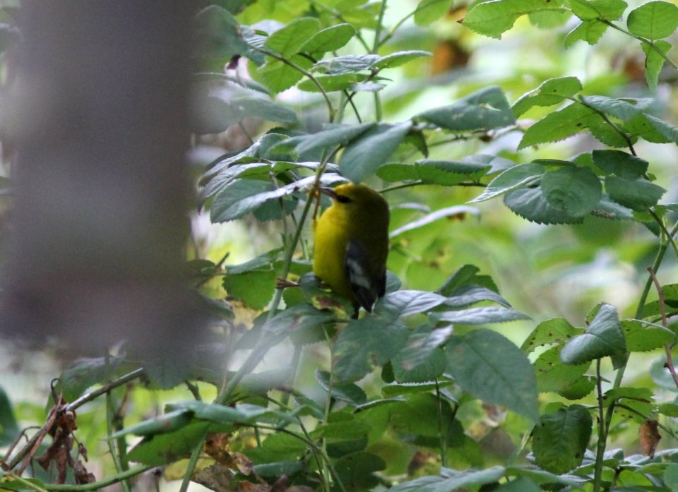 Blue-winged Warbler, Sand Lake, September 7, 2012