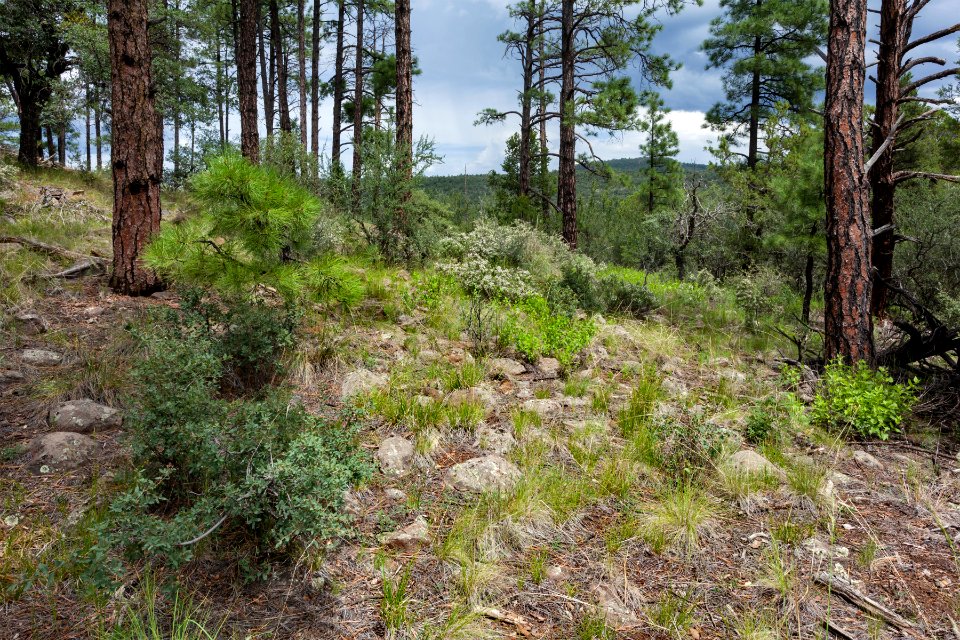 Near the Continental Divide Trail
