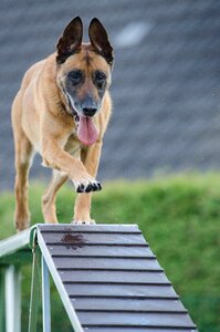 Catwalk training dog training