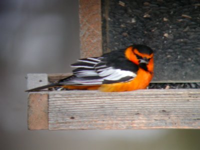 Bullock's Oriole, Brighton MI