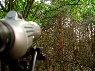Long-eared Owl nest site