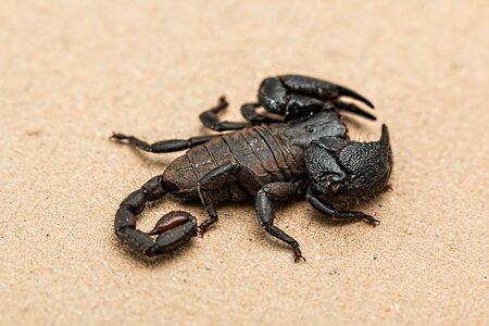 Poisonous invertebrate animal