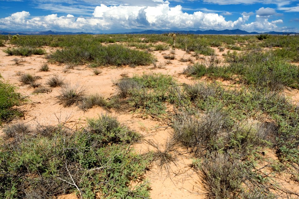 East of Lone Mountain