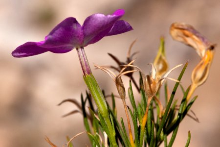 Phlox nana