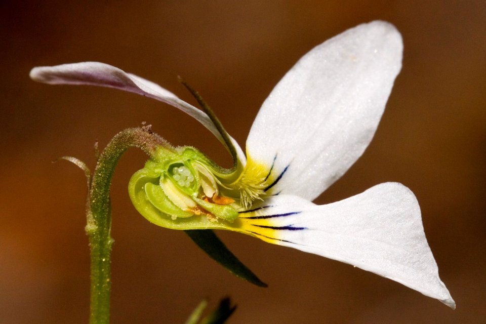 Viola canadensis