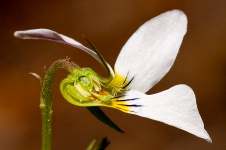 Viola canadensis