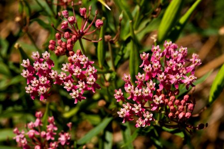 Asclepias incarnata photo