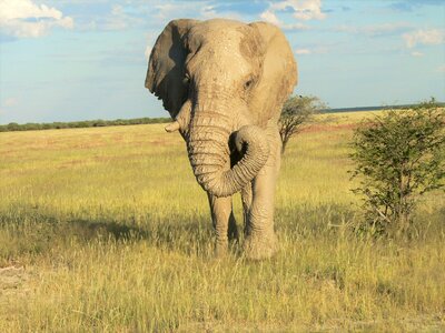 Grass landscape mud on skin elephant boy