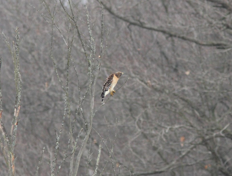 Red-shouldered Hawk (seen copulating with its mate), 44th St. wetland, Allegan SGA, 10 March 2013