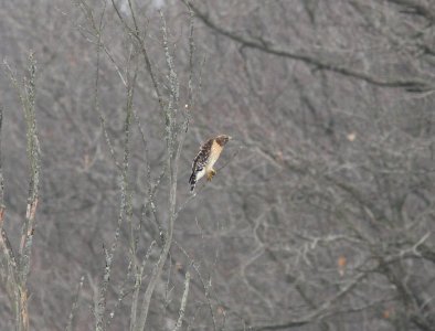 Red-shouldered Hawk (seen copulating with its mate), 44th St. wetland, Allegan SGA, 10 March 2013