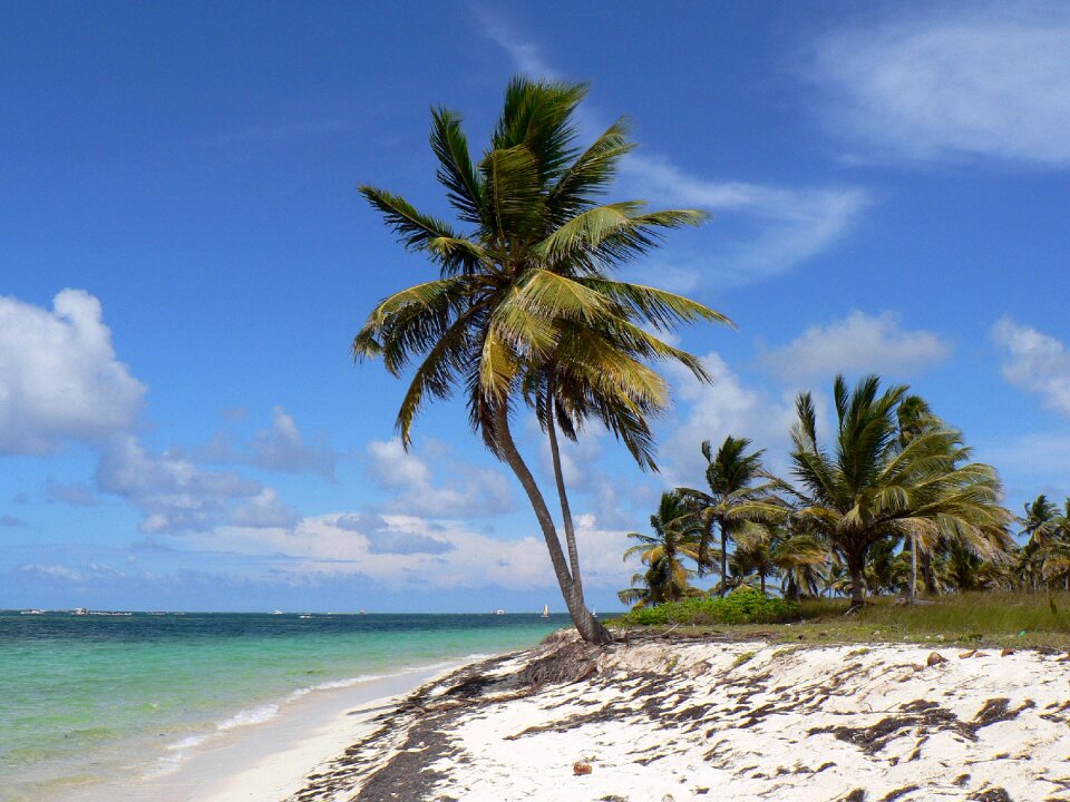 Coconut sea holiday