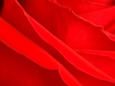 Flower red flower red rose