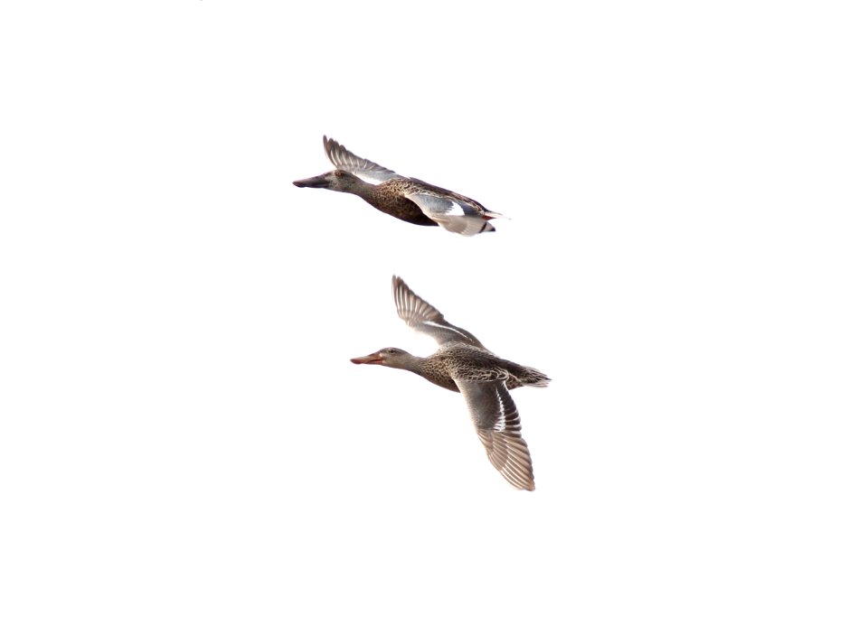Northern Shovelers, Ocean Shores STP, WA, 18 October 2012