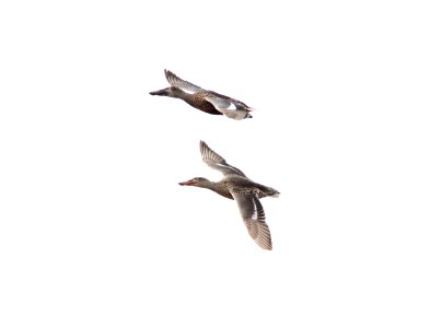 Northern Shovelers, Ocean Shores STP, WA, 18 October 2012