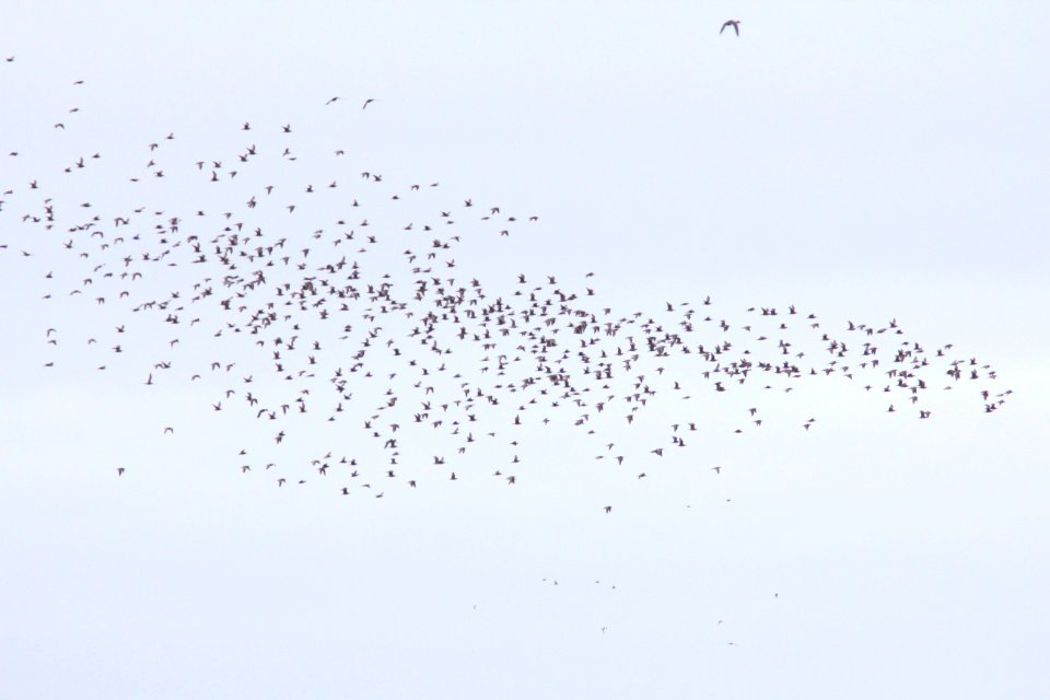 Marbled Godwits (part of a flock of 810), Bottle Beach, WA, 19 October 2012