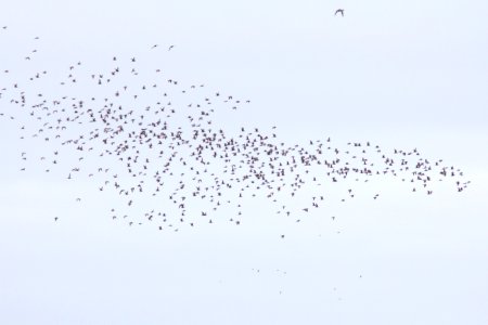 Marbled Godwits (part of a flock of 810), Bottle Beach, WA, 19 October 2012