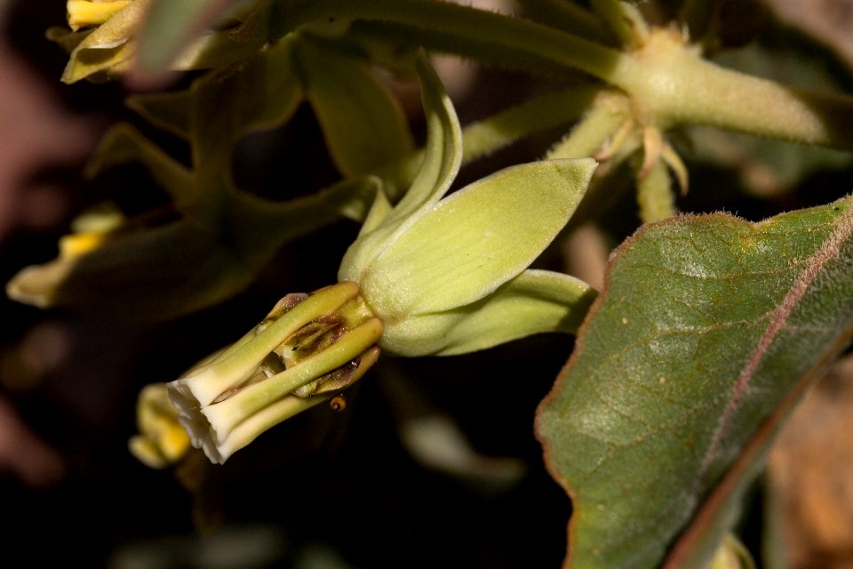 Asclepias oenotheroides