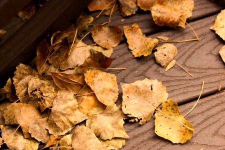 Fallen  fall