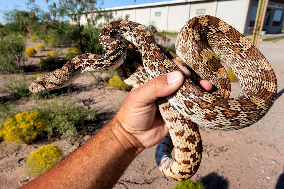 Pituophis catenifer affinis