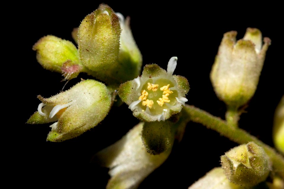 Heuchera