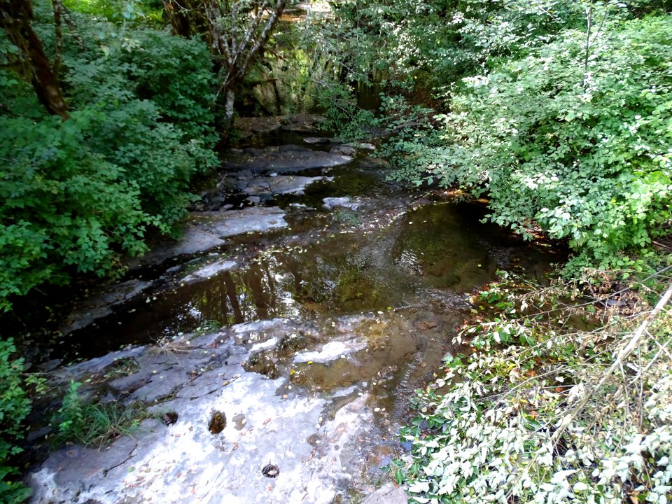 Cedar Creek, a fish-bearing salmon stream.