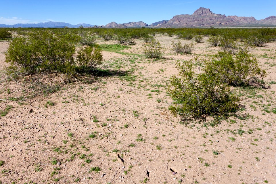 Harquahala Plain