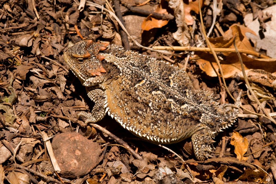 Phrynosoma hernandesi