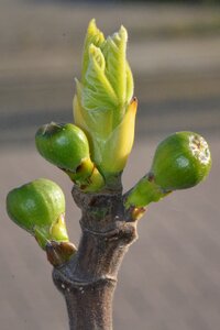 Nature macro spring