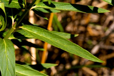 Asclepias incarnata