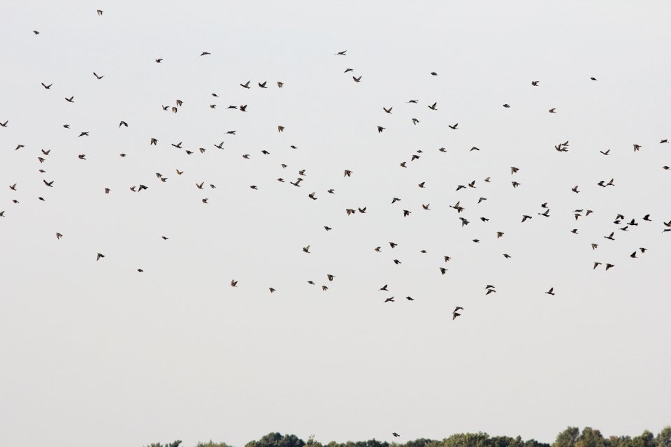 Brewer's Blackbirds, part of 180 individuals, Old Rice Lake Muck Flats, September 11, 2012