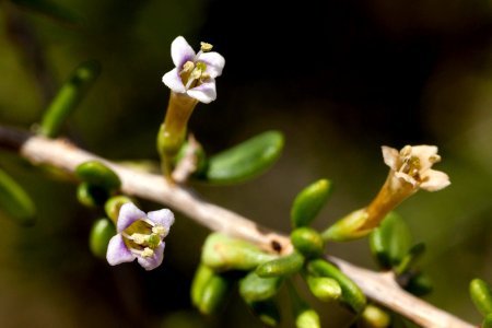 Lycium californicum photo